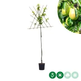 Pyrus Gieser Wildeman - leiboom hoogstam | Scherp geprijsd