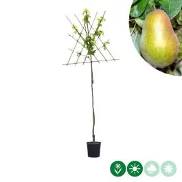 Professionele kwaliteit - Pyrus Triomphe de Vienne - leiboom hoogstam