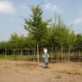 Direct kopen | Carpinus betulus - volgroeid