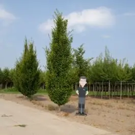 Tijdelijk aanbod | Carpinus Fastigiata - laagstam volgroeid