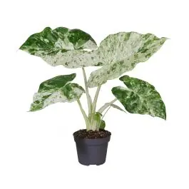 Nieuw in het assortiment | Alocasia Camouflage Variegata