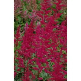 Astilbe Fanal - Uitverkoop