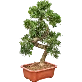 Podocarpus macrophyllus - bonsai - Topkwaliteit