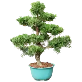 Topproduct - Podocarpus macrophyllus - bonsai