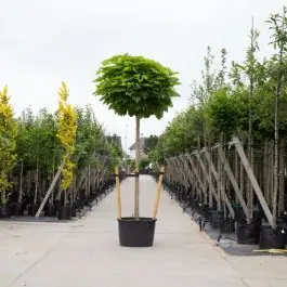 Shop nu - Catalpa Nana - volgroeid