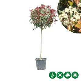 Scherpe prijs | Photinia Red Robin - bolvorm volgroeid