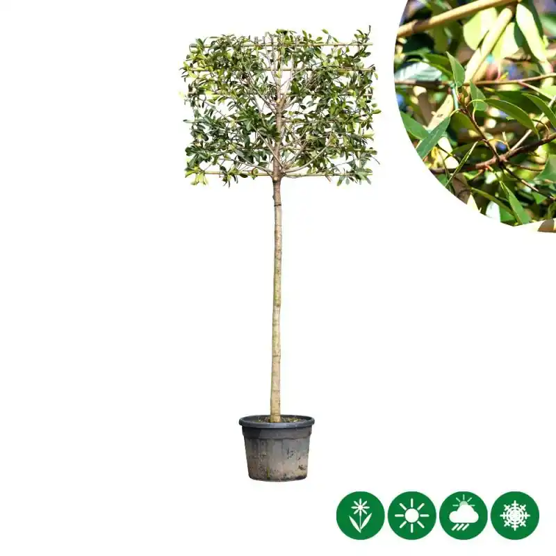 Photinia Red Robin - leiboom volgroeid - Superprijs