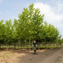 Platanus hispanica - volgroeid | Fabrieksprijs