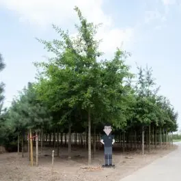 Online bestellen | Quercus palustris - volgroeid