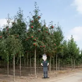 Sorbus aucuparia - volgroeid | Voordeelprijs