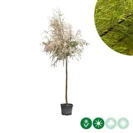 Topdeal | Tamarix tetrandra - volgroeid