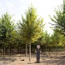 Tilia Pallida - volgroeid | Meest verkocht