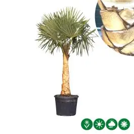 Trachycarpus fortunei - gestripte stam grof | Veel gekozen