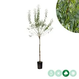 Prunus Makako - Beperkte voorraad