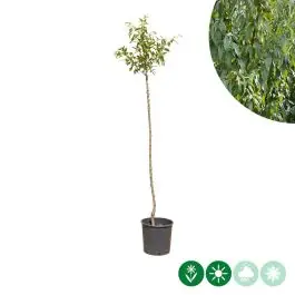 Zolang de voorraad strekt - Prunus dulcis