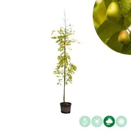 Ziziphus jujuba | Extra korting