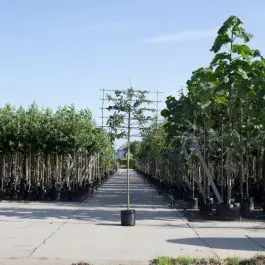 Malus Elstar - leiboom - Favoriet van klanten