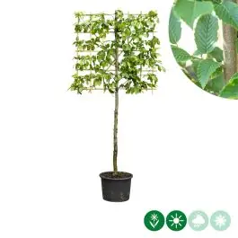 Carpinus betulus - leiboom laagstam | Scherp geprijsd