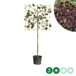 Bespaar meer - Cercis Forest Pansy - leiboom laagstam