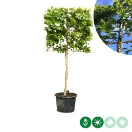 Fagus sylvatica - leiboom laagstam - Nieuw binnengekomen