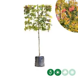 Parrotia persica - leiboom laagstam | Op voorraad