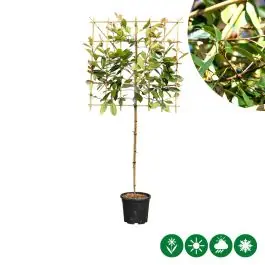 Actie - Photinia Red Robin - leiboom laagstam