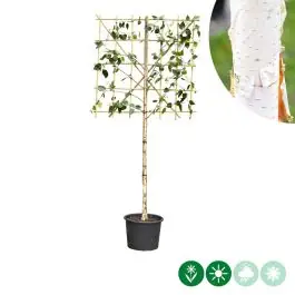 Betula Jacquemontii - leiboom laagstam - Nieuw in het assortiment