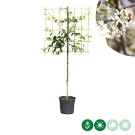 Amelanchier lamarckii - leiboom laagstam | Premiumkwaliteit