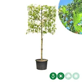 Net toegevoegd - Liquidambar Worplesdon - leiboom laagstam