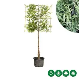 Thuja Excelsa - leiboom laagstam - Bijna uitverkocht
