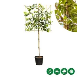 Prunus Tico - leiboom laagstam - Net gelanceerd