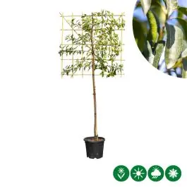 Aanbieding loopt bijna af - Prunus Lusitanica - leiboom laagstam
