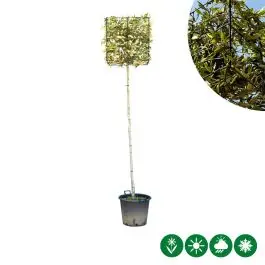 Direct beschikbaar - Quercus ilex - kubus
