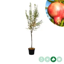 Punica Fina Tendral - Klantfavoriet
