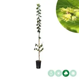 Corylus Géant de Halle | Lage prijs