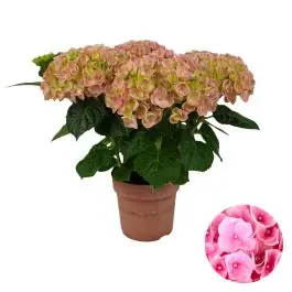 Hydrangea macrophylla roze - Nieuw product