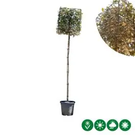 Fabrieksprijs | Elaeagnus ebbingei - kubus