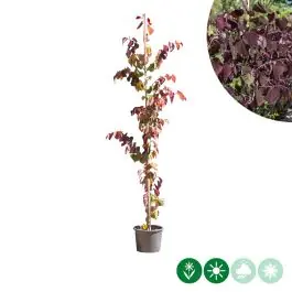 Cercis Forest Pansy - laagstam | Korting