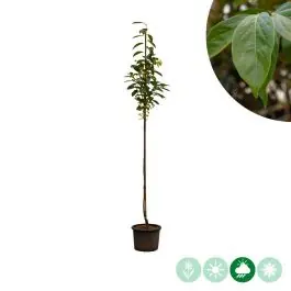 Diospyros Rojo Brilliante - Favoriet van klanten