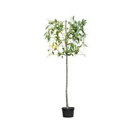 Nieuwe release | Prunus Kordia - leiboom