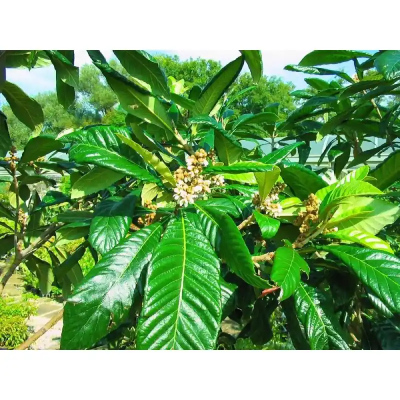 Tijdelijke aanbieding | Eriobotrya japonica