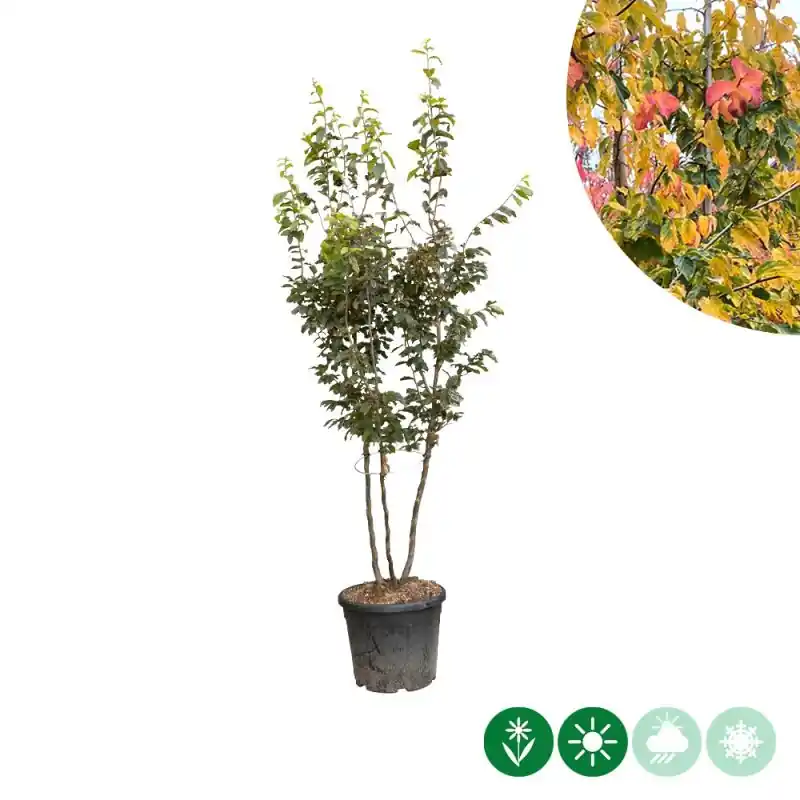 Parrotia persica - meerstammig | Premiumkwaliteit