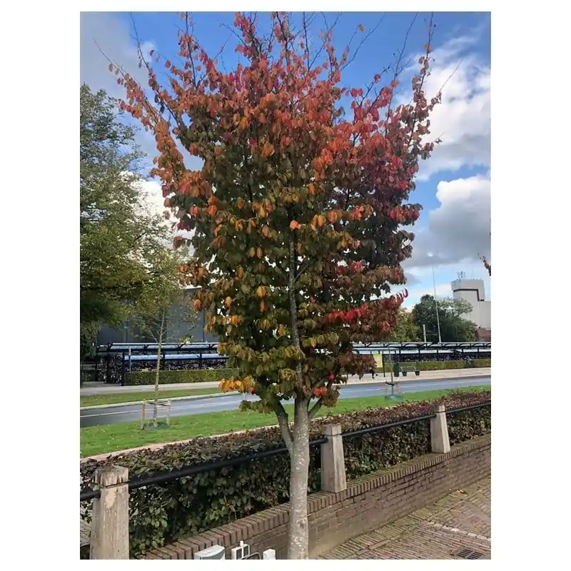 Parrotia Vanessa - meerstammig | Verlaagde prijs