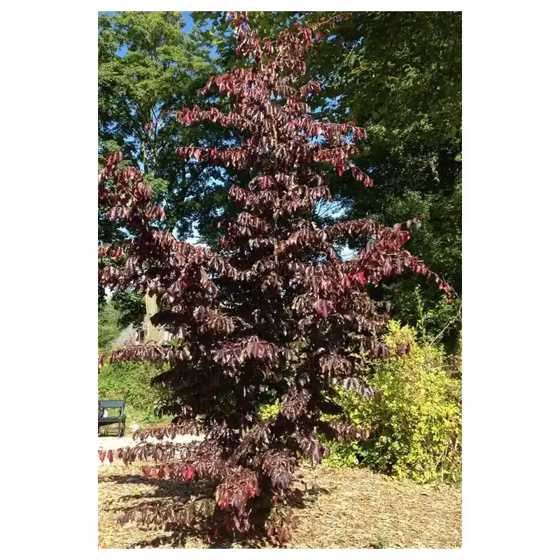 Scherpe prijs - Parrotia Bella - meerstammig