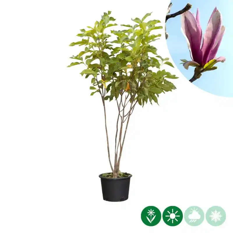 Magnolia Spectrum - meerstammig | Outlet