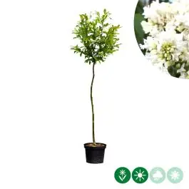 Klaar voor verzending - Magnolia stellata op stam