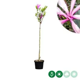 Magnolia Susan op stam - Aanbieding