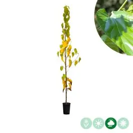 Morus White Berry | Bespaar meer