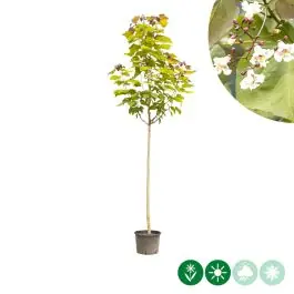 Hoog gewaardeerd - Catalpa Purpurea