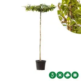 Zojuist toegevoegd - Prunus Tico - dakboom
